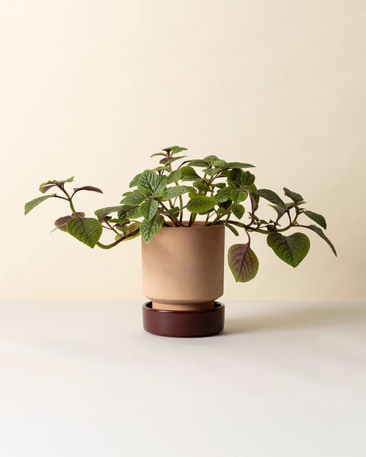 Hoff potte i rosa terracotta