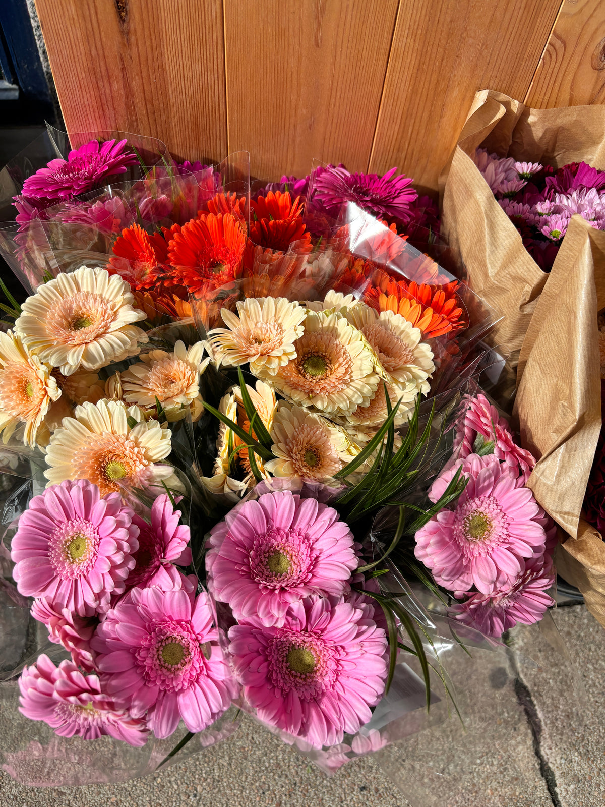 Gerbera