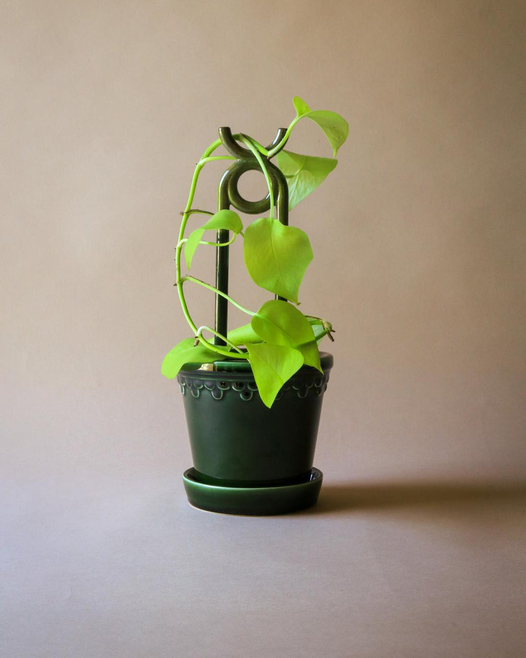 Plantepind Bergs Potter