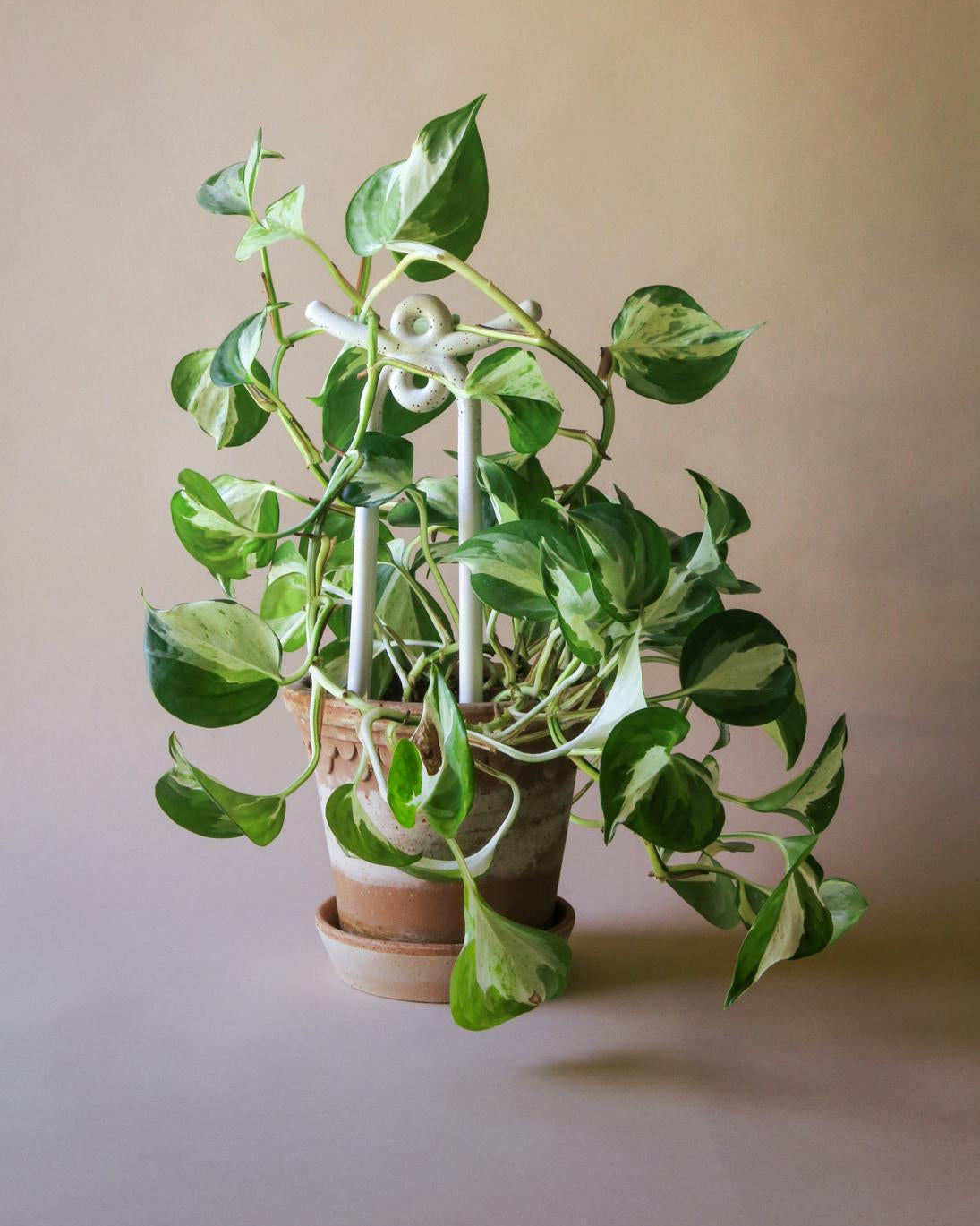 Plantepind Bergs Potter