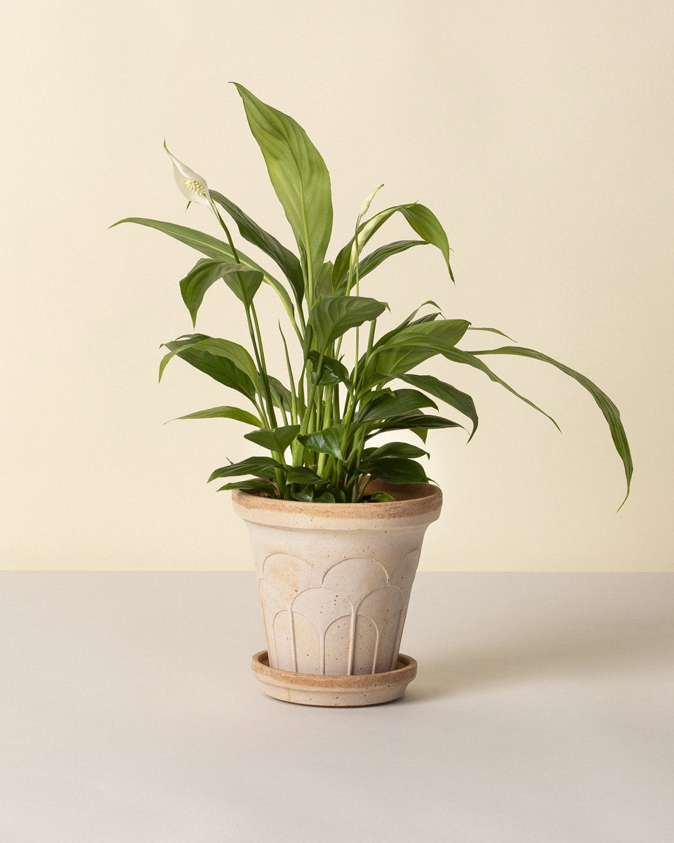 Fleur - rosa terracotta