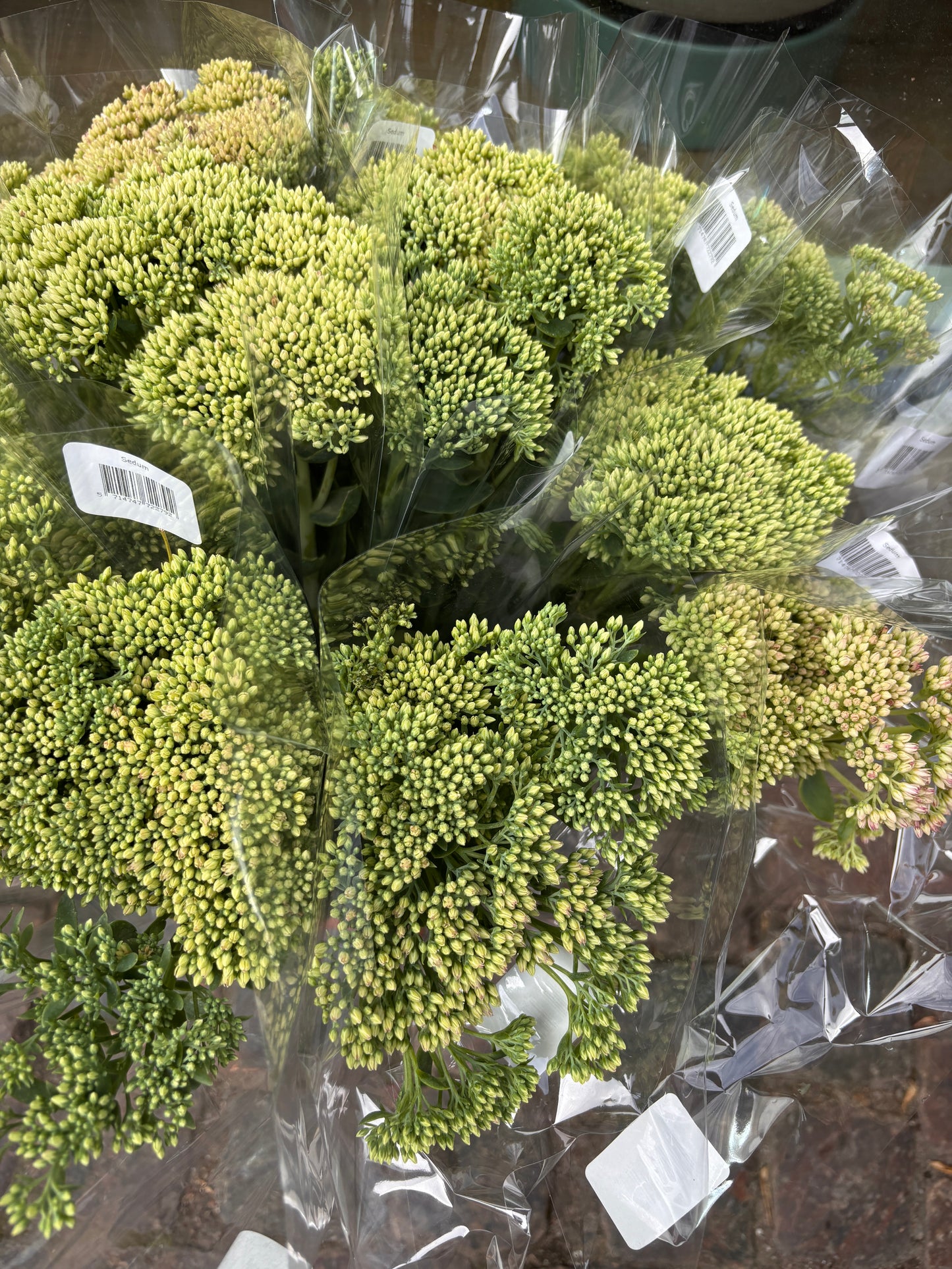 Sedum