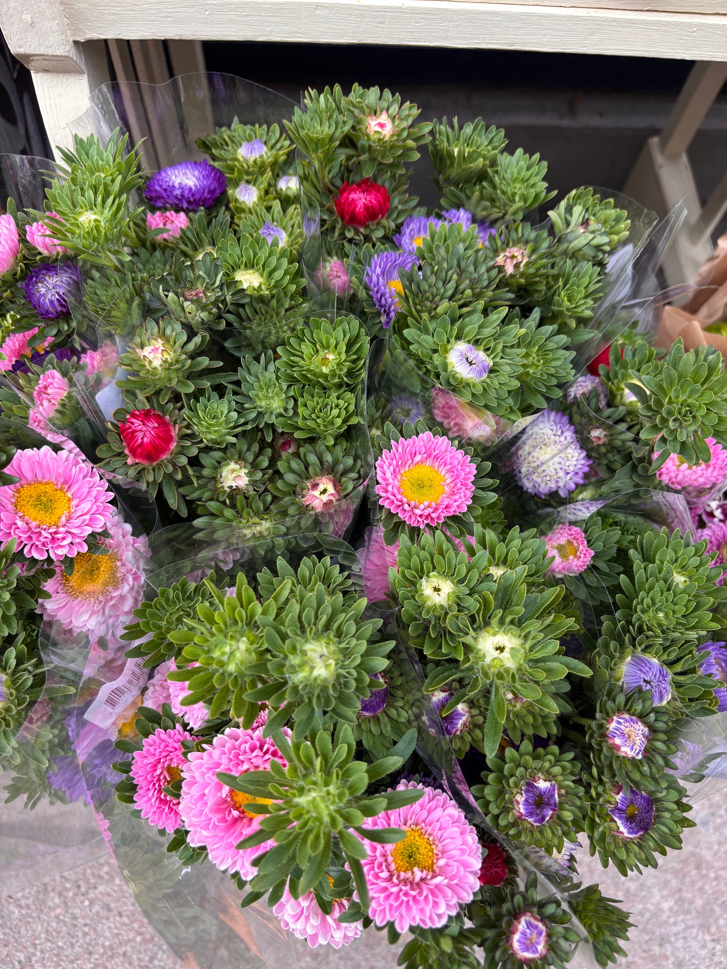 Sommerasters