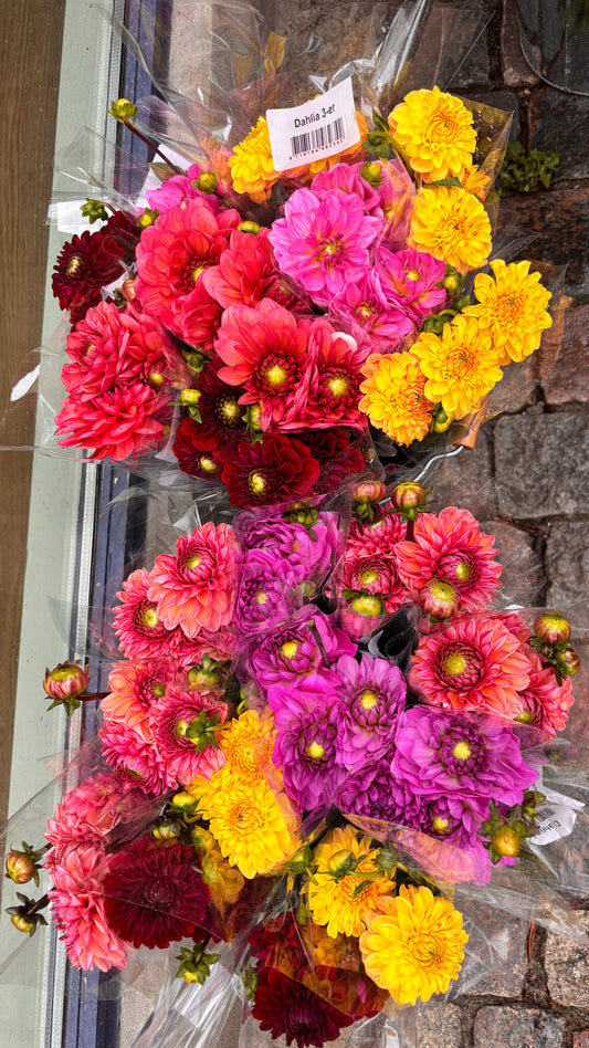 Dahlia